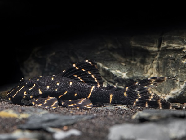 Ringelsocken-Harnischwels