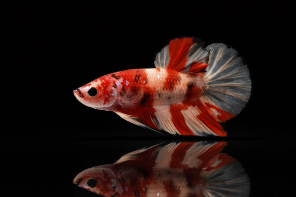 Kampffisch Weibchen Koi-Nemo