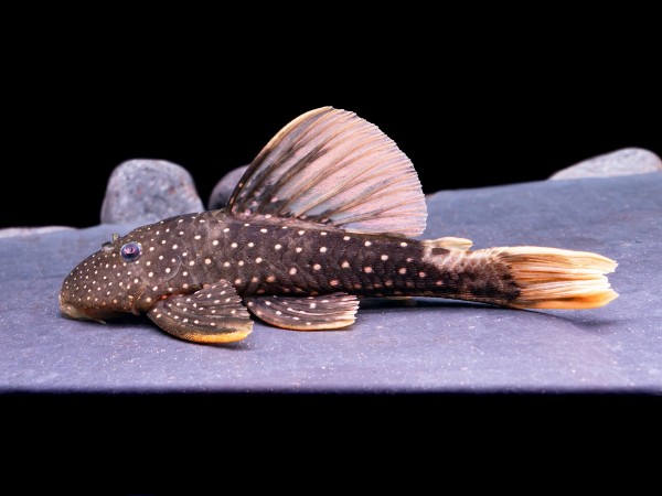 Phase 1 Goldener Segelflossenwels