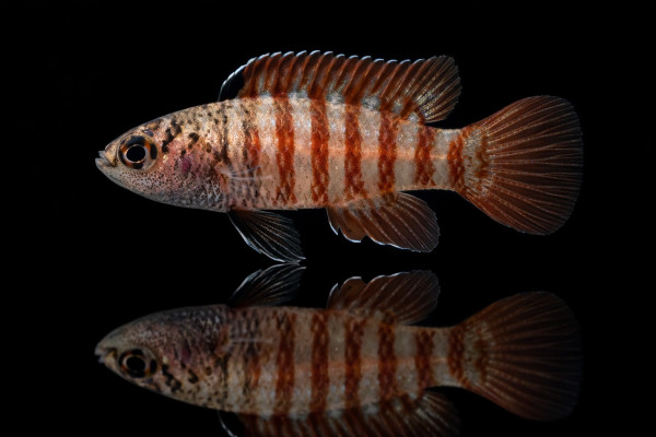Tiger-Zwergblaubarsch