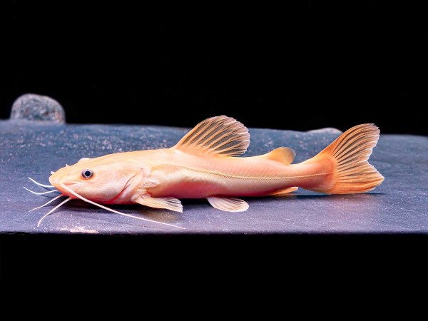 Platinum Rotflossen-Antennenwels