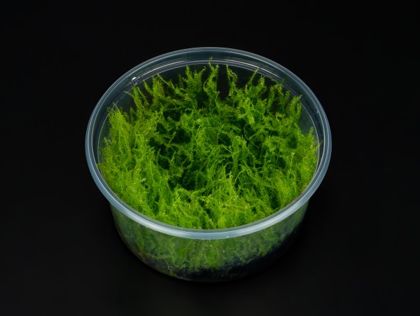 Leptodictyum riparium