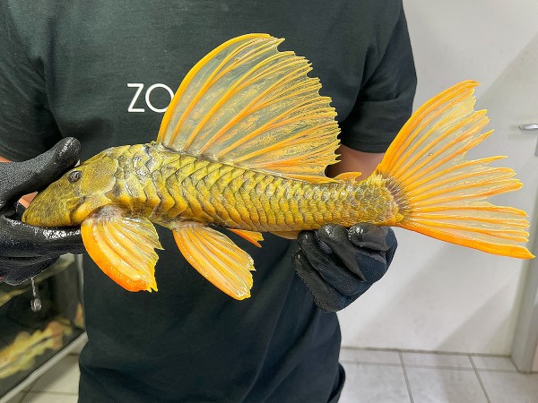 Hypostomus luteus Phase 3 WYSIWYG #12