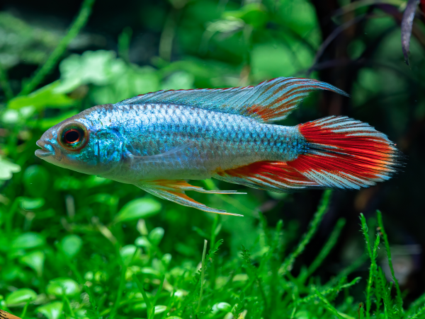 Apistogramma agassizii 'Alemare red tail' bei ZOOBOX online kaufen | Zoobox