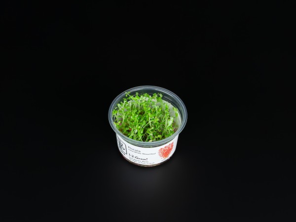 Rotala rotundifolia 'Blood Red'