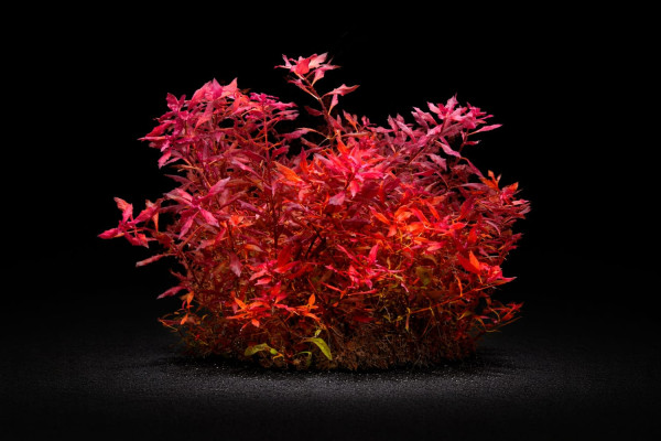 Ludwigia sp. 'Mini Super Red'