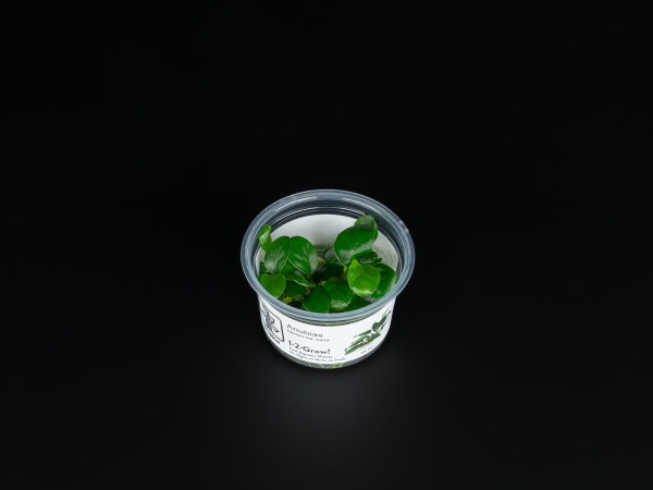 Anubias barteri var. Nana