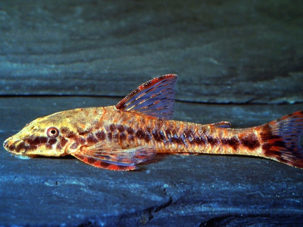 Rotflossen Otocinclus