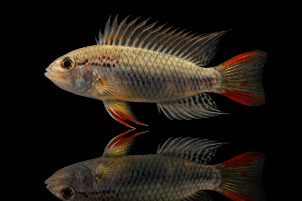 Apistogramma sp. D33