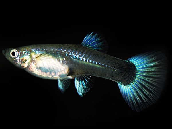 Guppy Neon-Blau Weibchen