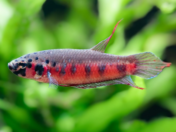 roter Sumatra-Kampffisch